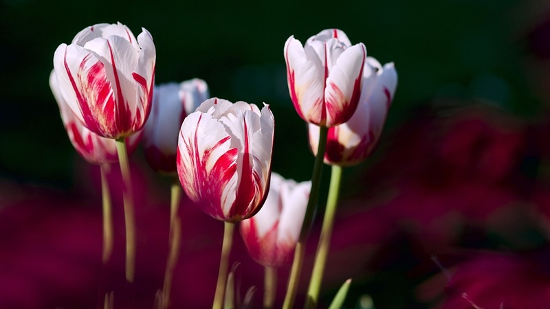 Весной севастопольцы будут любоваться тюльпанами