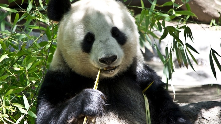 Финны отдают китайских панд обратно из Эхтяри