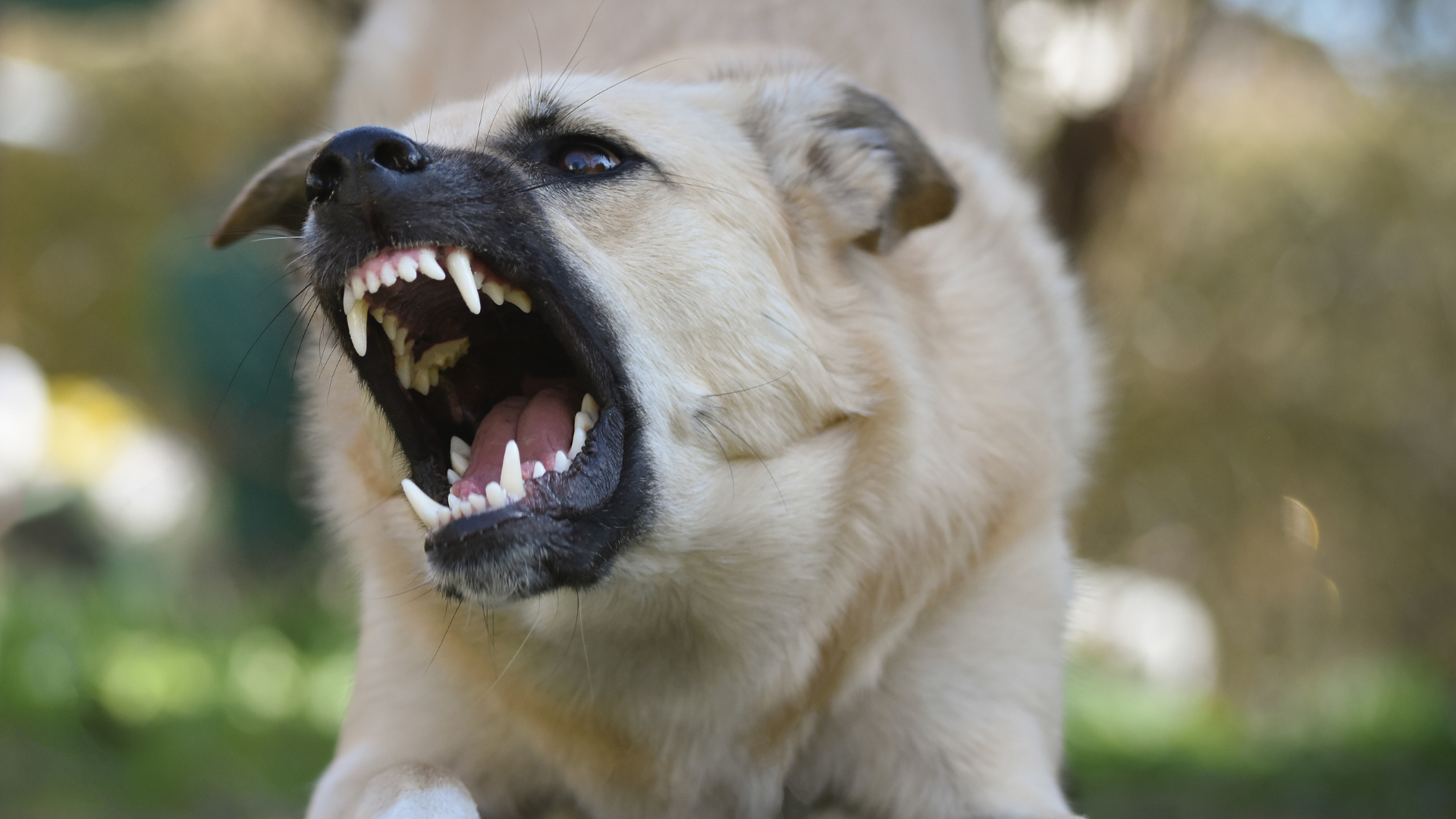 В Усолье-Сибирском пожилого мужчину собаки загрызли до смерти