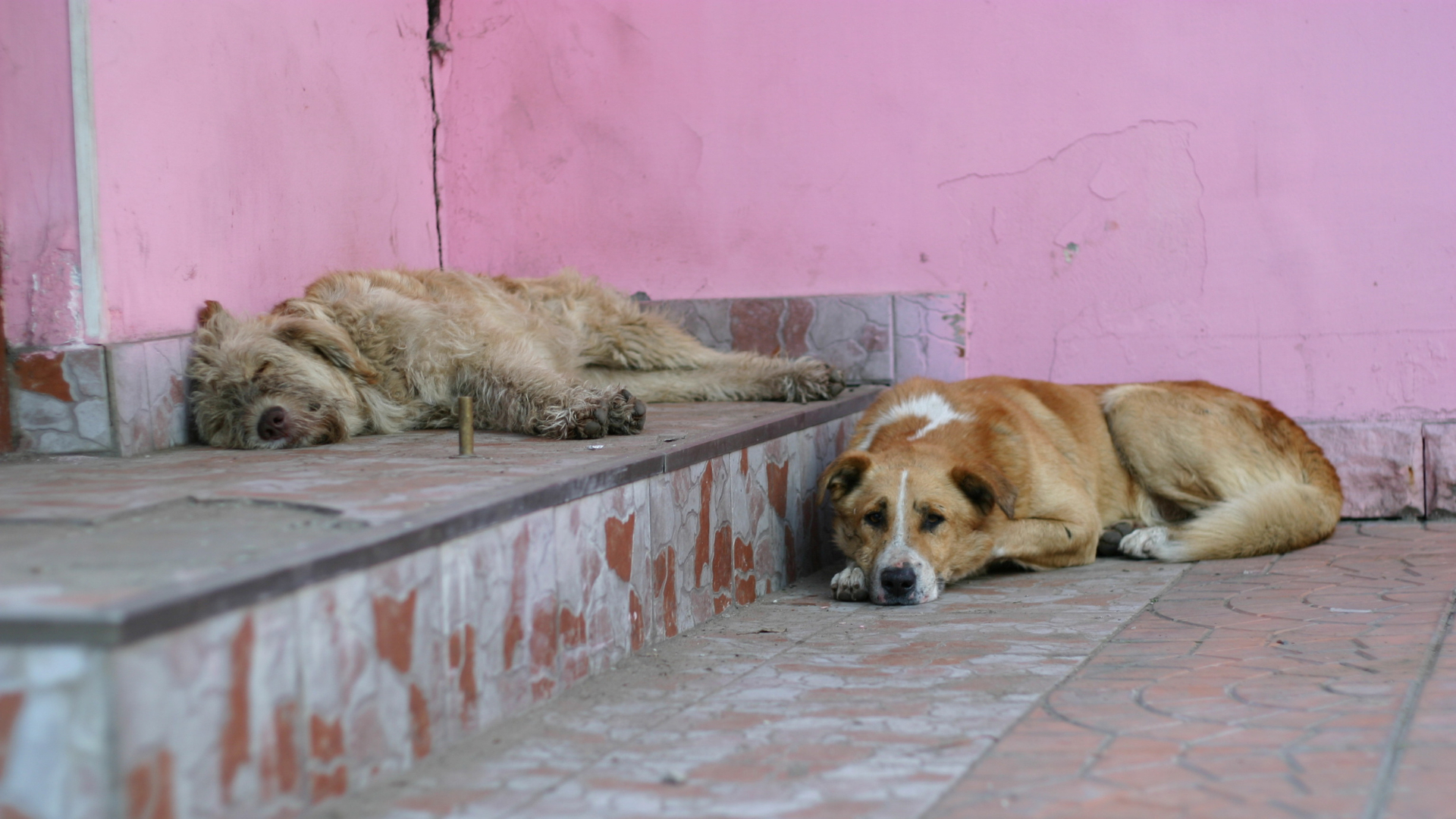 Поправки в первом чтении: Госдума решает, что делать с бездомными животными в регионах