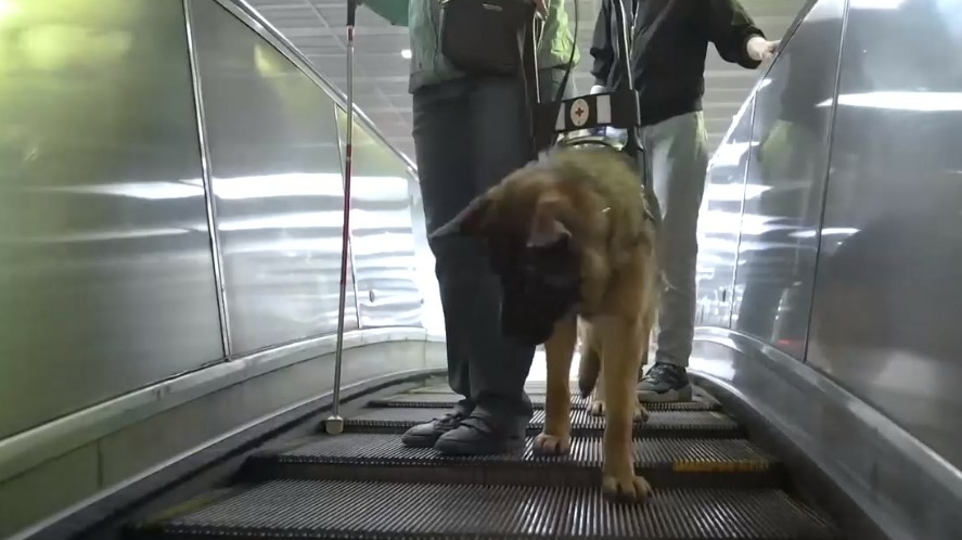 Слабовидящим москвичам предлагают воспользоваться услугами псов-поводырей для поездки в метро