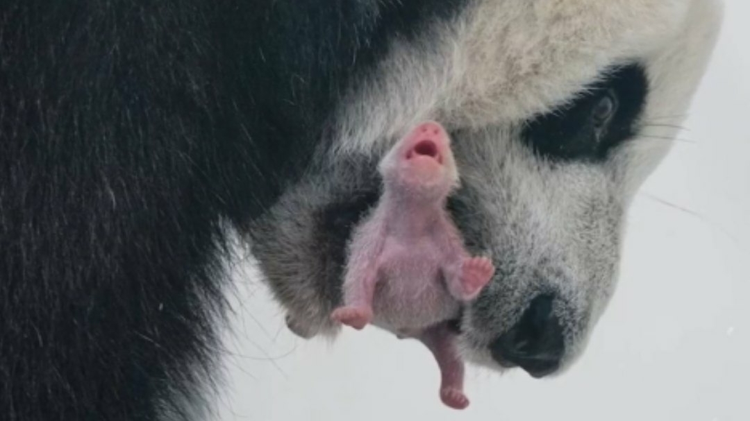 В столичном зоопарке впервые в истории РФ родился детёныш панды