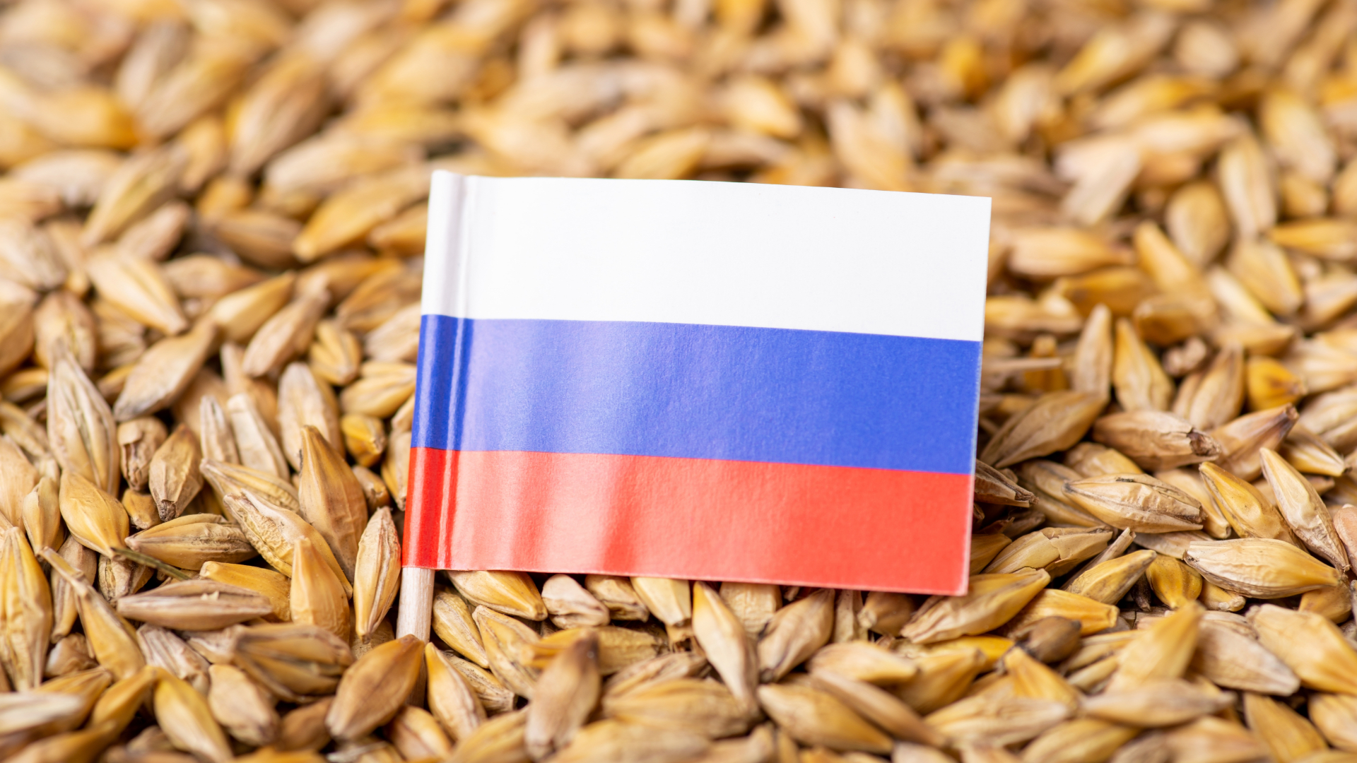 Кыргызстан нарастил импорт российской пшеницы до 97%