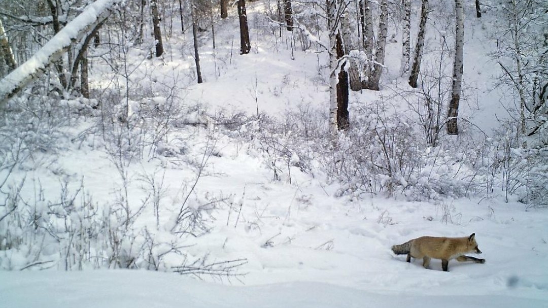 Первый снег выпал в воскресенье в горах Красноярского края