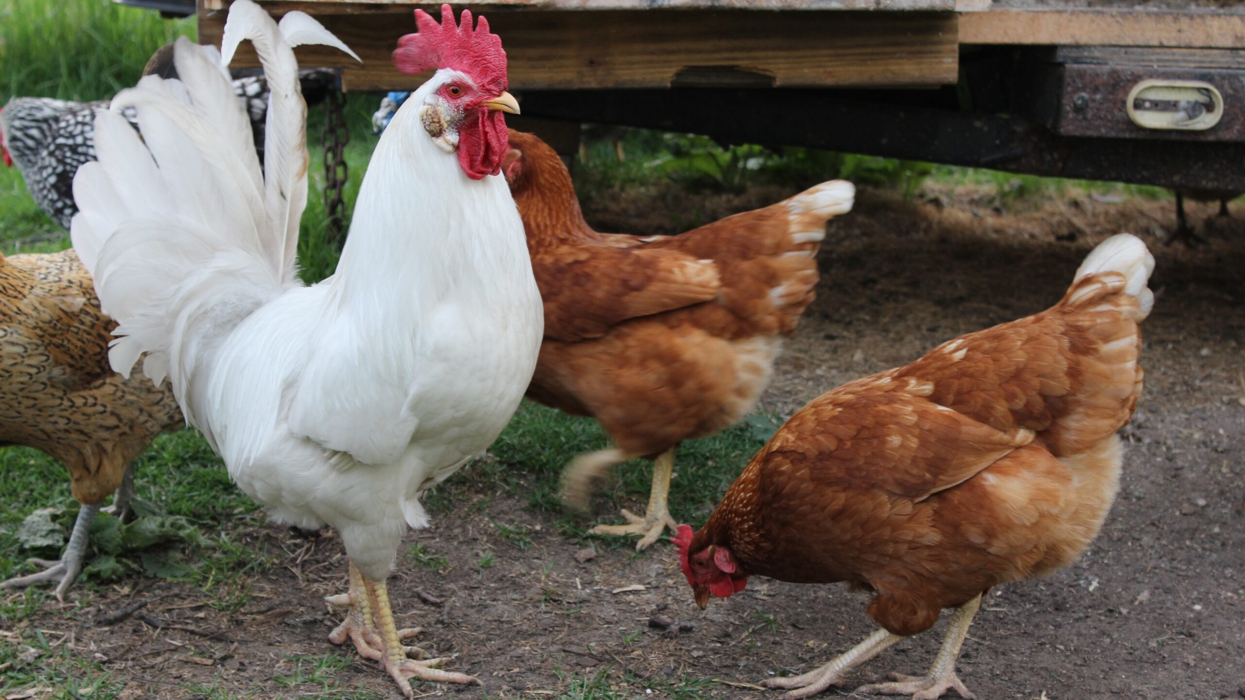 Россия может запретить экспорт мяса птицы и яиц на полгода
