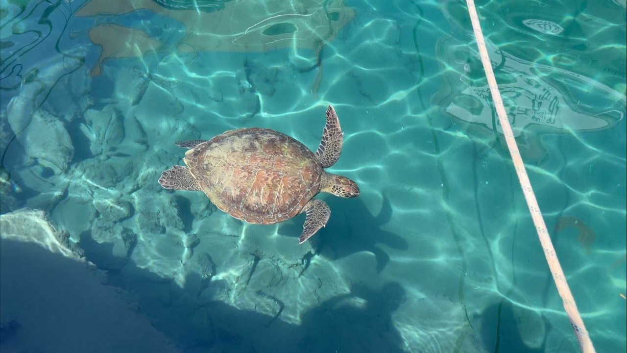 9 человек умерли от употребления мяса морской черепахи на острове Пемба