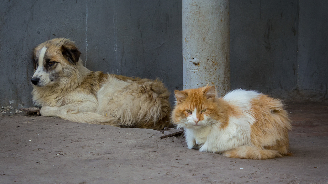 В Удмуртии определились, как будут поступать с больными и агрессивными бездомными животными