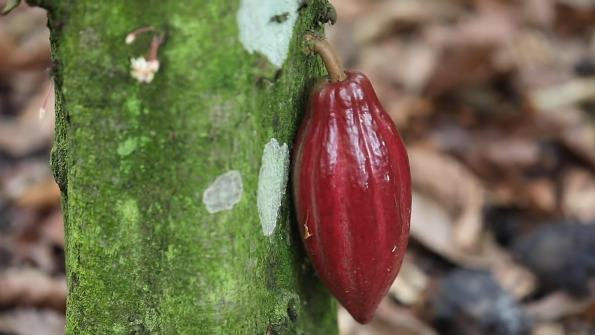 Из-за улучшения погодных условий Западной Африке, цены на какао-бобы за упали на 26%