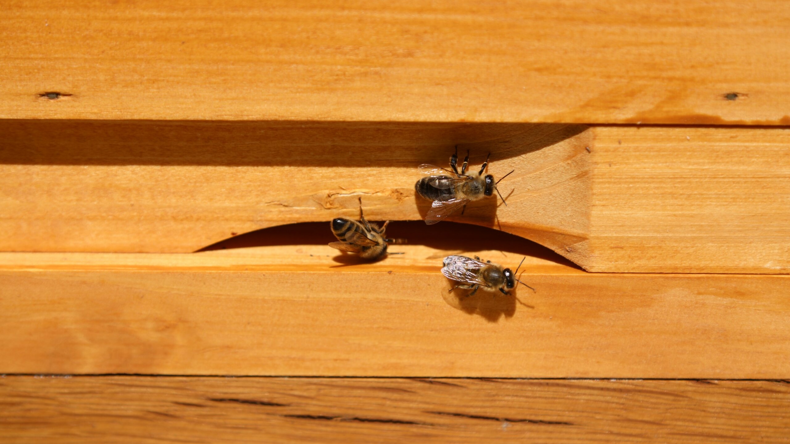 Разработчики из Великого Новгорода создали технологию для защиты ульев