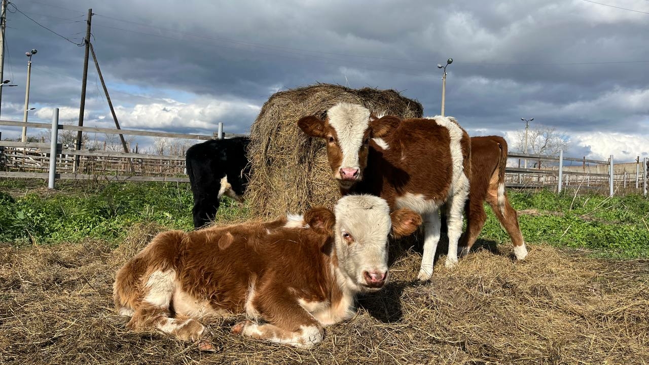 Сергей Сокол проверил, как в Хакасии контролируют здоровье сельхозживотных