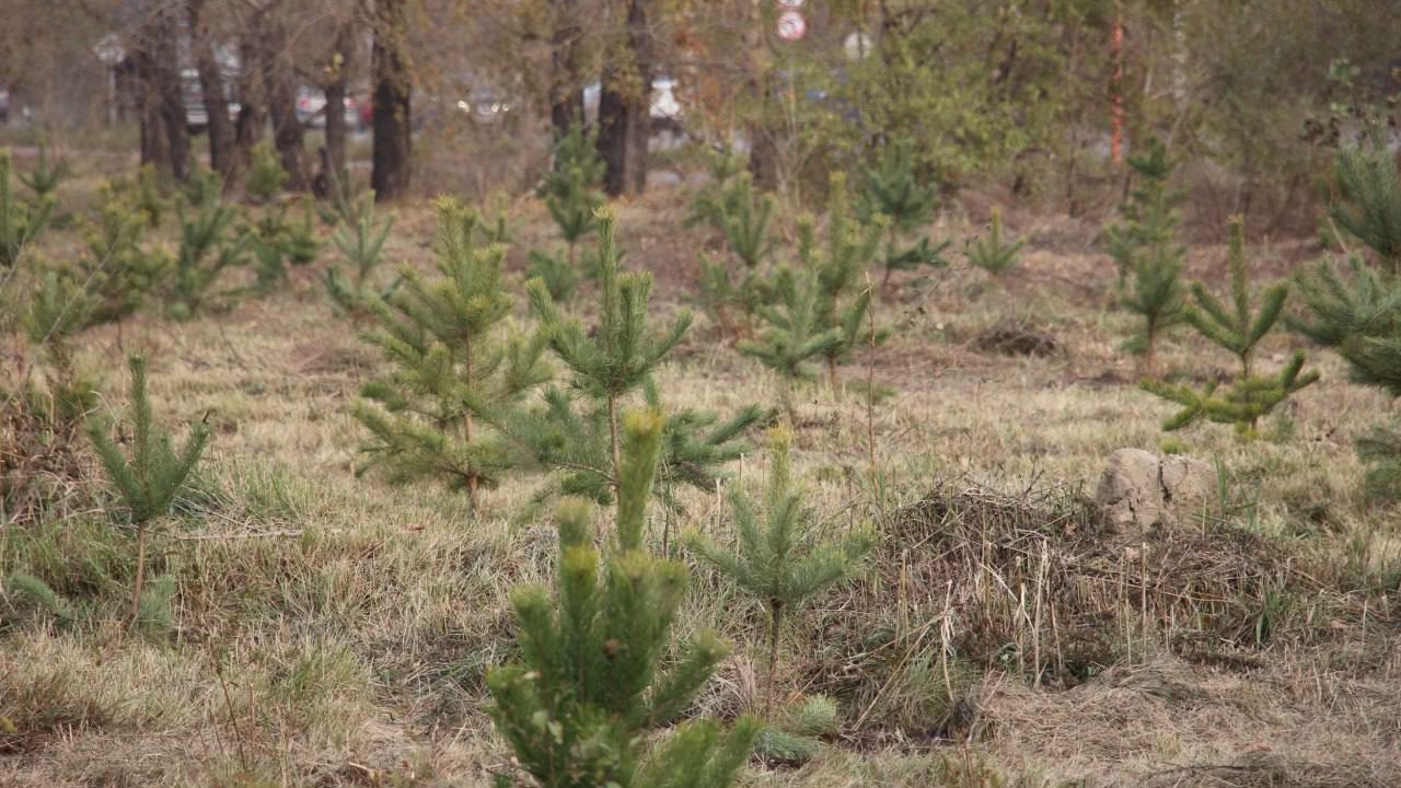 Глава Абакана Лемин: жители города высадили деревья в 10 жилом районе