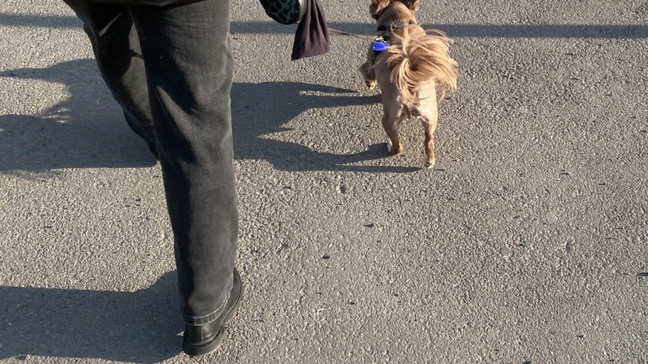 Российские общественники считают необходимым введение налога на выгул собак