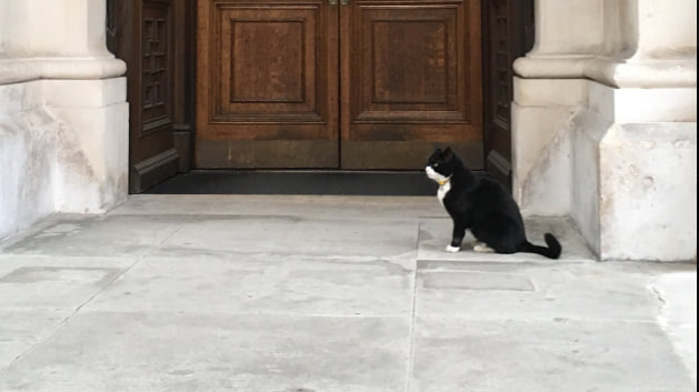 Бывший главный мышелов британского МИД Палмерстон умер на Бермудах после дипломатической службы