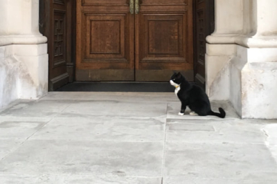 Бывший главный мышелов британского МИД Палмерстон умер на Бермудах после дипломатической службы