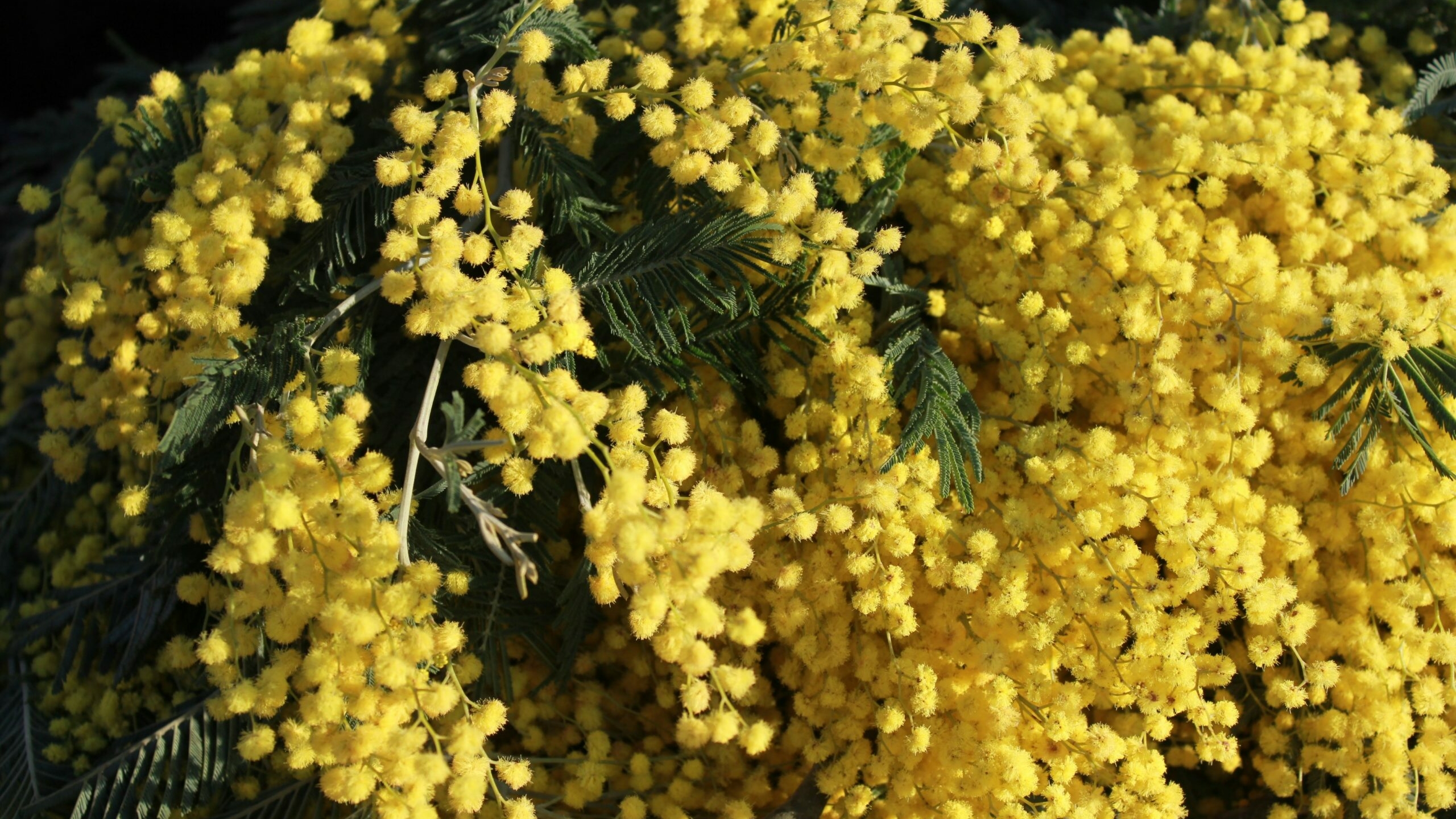 Россияне получат 3 дня отдыха к 8 Марта