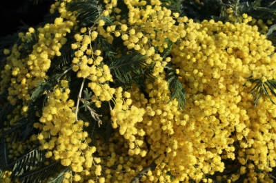 Россияне получат 3 дня отдыха к 8 Марта