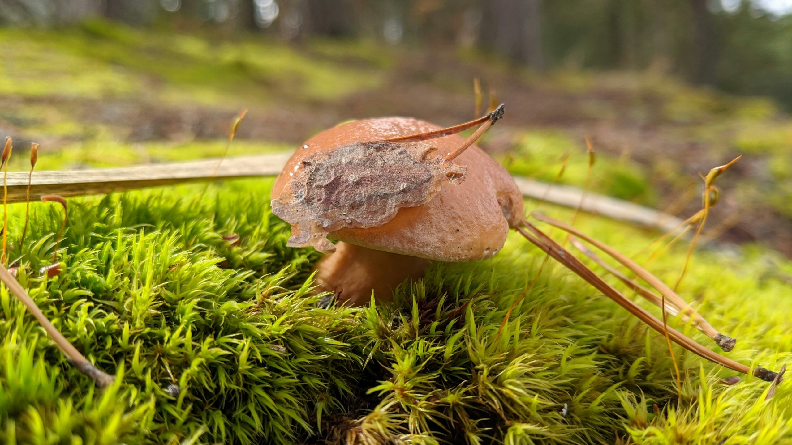 Россиянам рассказали о последствиях незаконного сбора грибов