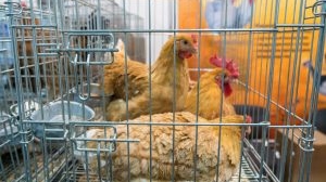 Россельхознадзор на время запретит транзит мяса птицы из Евросоюза через Россию